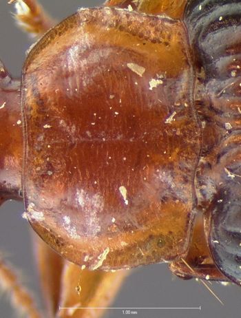 Media type: image;   Entomology 8186 Aspect: pronotum dorsal